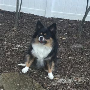 Meet your Posher, Harloe